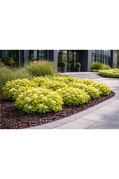 Spiraea White Gold в ландшафті